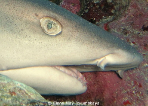 Whitetip reef shark. Hurghada by Elena May Izyumskaya 